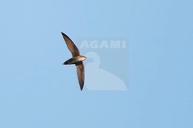 Adult Chimney Swift (Chaetura pelagica) in flight, seen from below.
Galveston Co., Texas, USA. stock-image by Agami/Brian E Small,