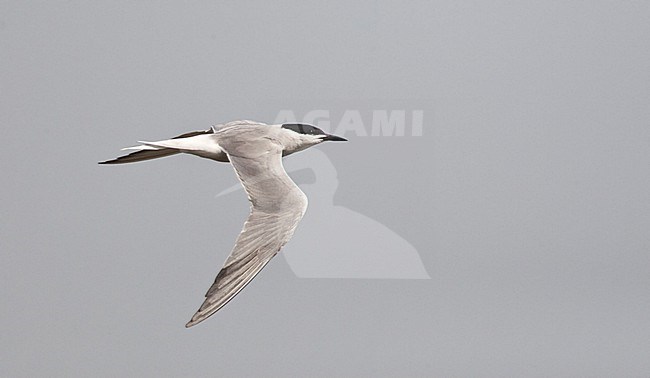 Adult Siberian Common Tern (Sterna hirundo longipennis) during spring migration on Happy Island, China. stock-image by Agami/Marc Guyt,