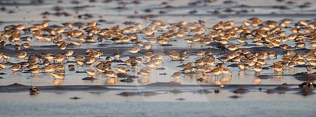 Large flock of Semipalmated Sandpipers (Calidris pusilla) foraging on mud flats of La Haute-Côte-Nord, Quebec, Canada. stock-image by Agami/Ian Davies,