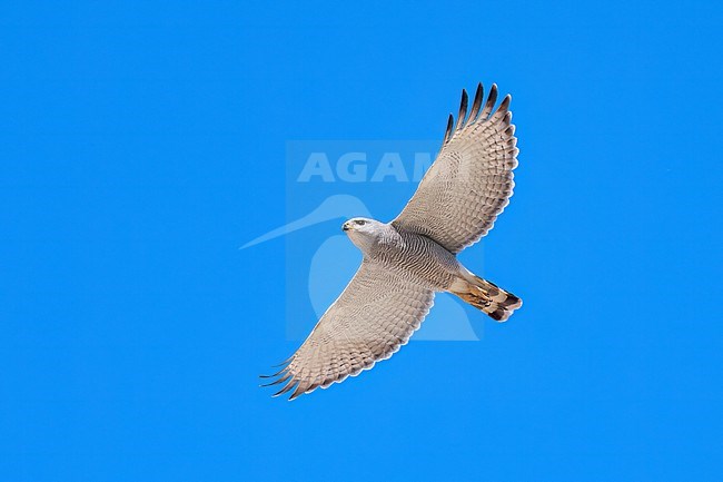 Adult 
Pima Co., AZ
April 2024 stock-image by Agami/Brian E Small,