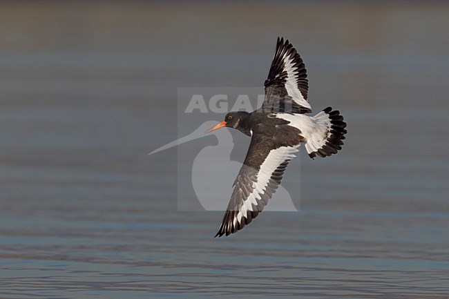 Beccaccia di mare; Oystercatcher; Haematopus ostralegus stock-image by Agami/Daniele Occhiato,