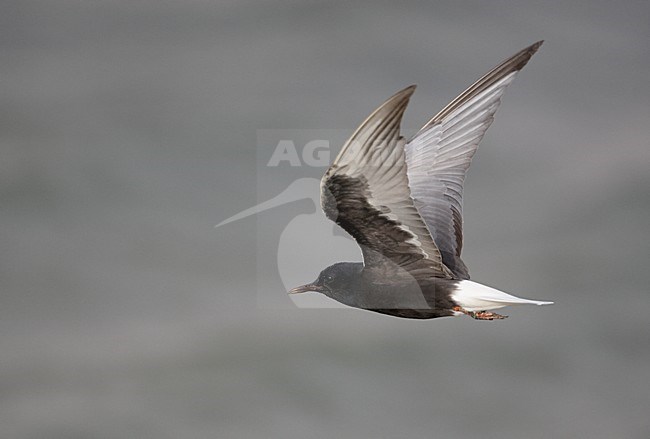 Volwassen Witvleugelstern in vlucht, Adult White-winged Tern in flight stock-image by Agami/Markus Varesvuo,