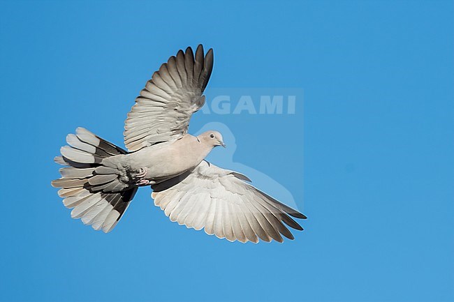 Adult Eurasian Collared Dove (Streptopelia decaocto) in Santa Barbara County, California, United States. stock-image by Agami/Brian E Small,