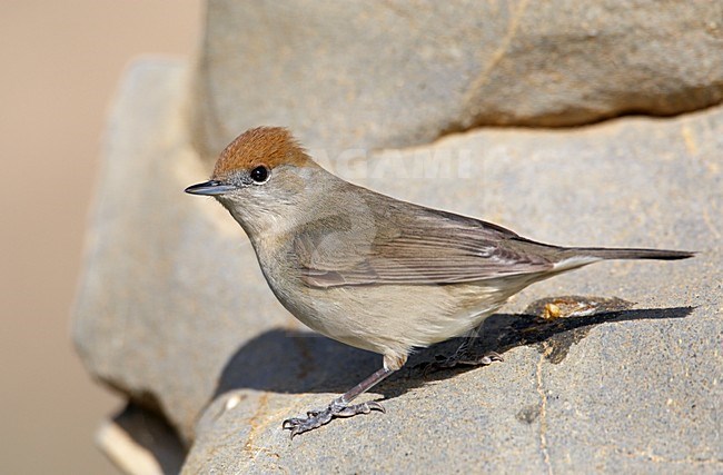 Vrouwtje Zwartkop in zit; Female Eurasian Blackcap perched stock-image by Agami/Markus Varesvuo,