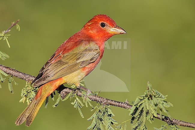 1st spring male
Galveston Co., TX
April 2012 stock-image by Agami/Brian E Small,