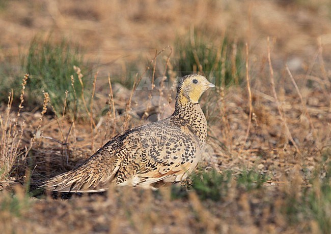 Volwassen vrouw Steppenhoen in zit; Adult female Pallas's Sandgrouse (Syrrhaptes paradoxus) stock-image by Agami/Mike Danzenbaker,