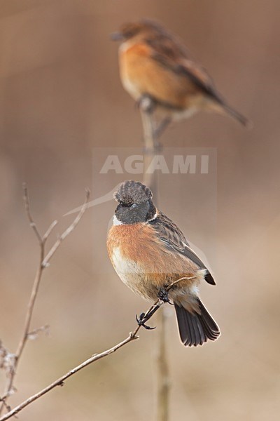 Paartje Roodborsttapuiten, Pair European Stonechats stock-image by Agami/Rob Olivier,