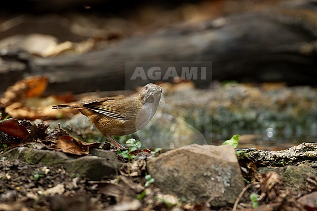 Abbotts Babbler (Malacocincla abbotti) at Kaeng Krachan National Park, Thailand stock-image by Agami/Helge Sorensen,