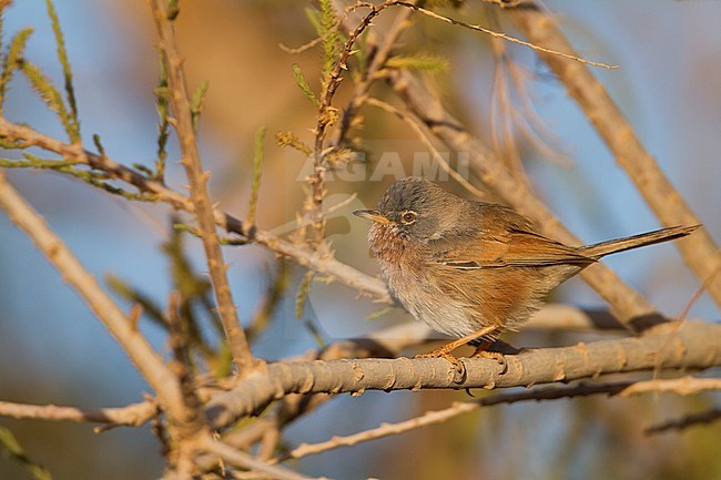 Male Tristram's Warbler (Curruca deserticola) on a twig stock-image by Agami/Ralph Martin,