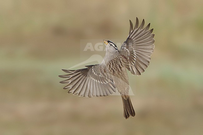 Adult
Santa Barbara Co., CA
November 2021 stock-image by Agami/Brian E Small,