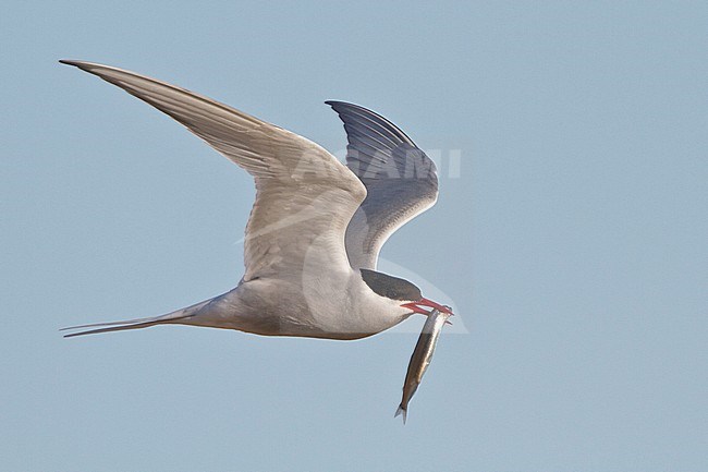 Arctic Tern (Strena paradisaea) flying in Churchill, Manitoba, Canada. stock-image by Agami/Glenn Bartley,