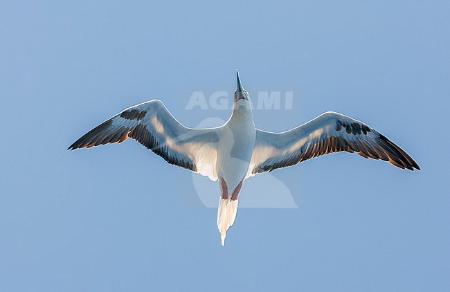 Red-footed booby, Sula sula sula, in the southern atlantic ocean. stock-image by Agami/Marc Guyt,