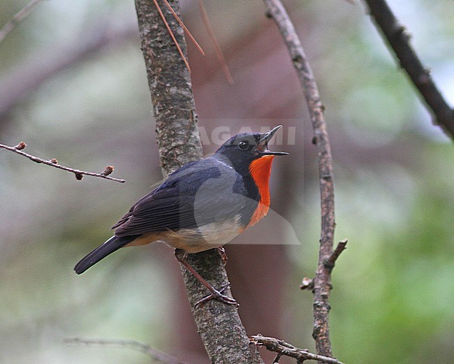 Adult male Firethroat (Calliope pectardens) singing in China. Formaly known as (Luscinia pectardens). Also known as David's rubythroat or Père David's orangethroat. stock-image by Agami/Pete Morris,