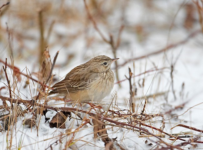 Mongoolse Pieper zittend, Blyth's Pipit perched stock-image by Agami/Markus Varesvuo,