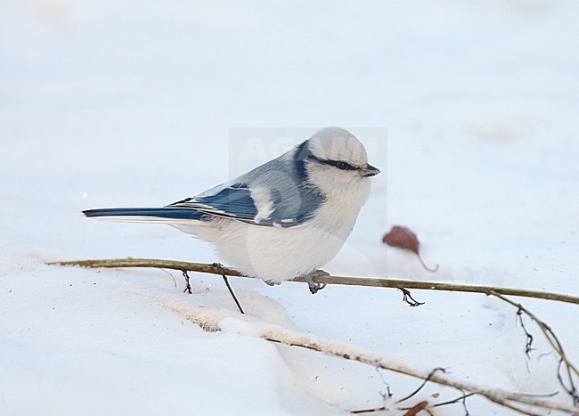 Azuurmees, Azure Tit, Cyanistes cyanus stock-image by Agami/Tomi Muukkonen,