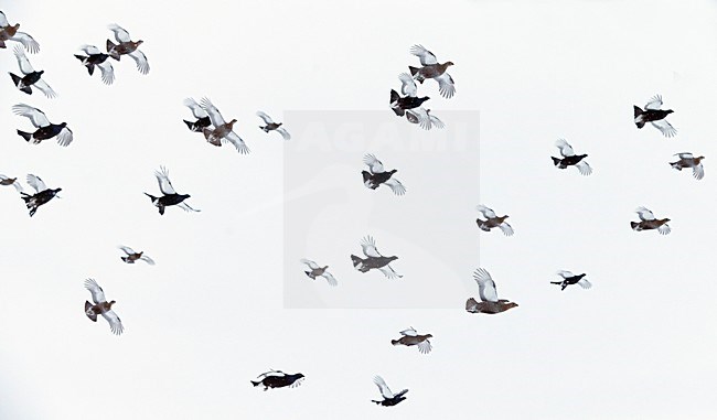 Korhoenders in de vlucht; Black Grouse in flight stock-image by Agami/Markus Varesvuo,