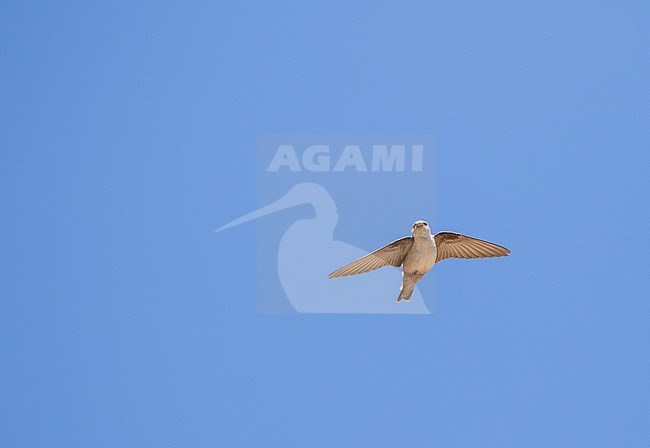 Pale crag martin (Ptyonoprogne obsoleta)  in Iran. stock-image by Agami/Pete Morris,