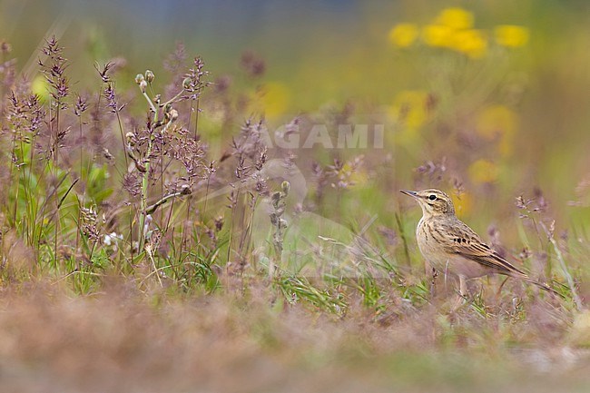 Tawny Pipit, Anthus campestris, in Italy. stock-image by Agami/Daniele Occhiato,