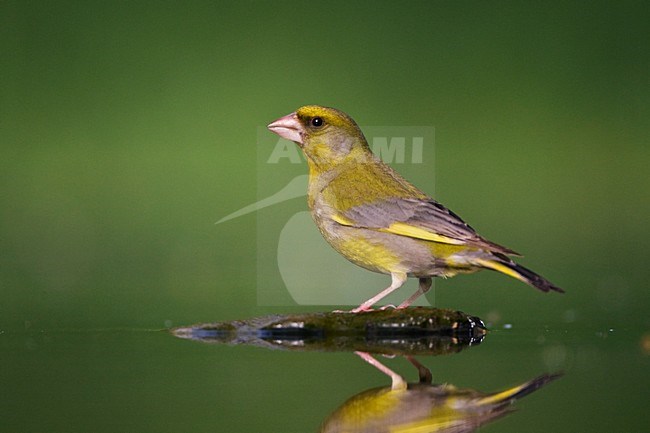 Groenling, European Greenfinch, Chloris chloris stock-image by Agami/Marc Guyt,