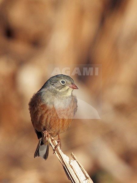 Mannetje Ortolaan in zit; Male Ortolan Bunting perched stock-image by Agami/Markus Varesvuo,