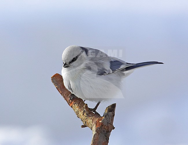 Azuurmees, Azure Tit, Cyanistes cyanus stock-image by Agami/Tomi Muukkonen,