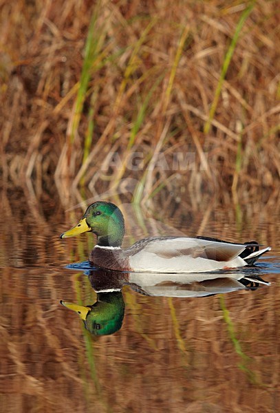 Zwemmend mannetje Wilde Eend; Swimming male Mallard stock-image by Agami/Markus Varesvuo,