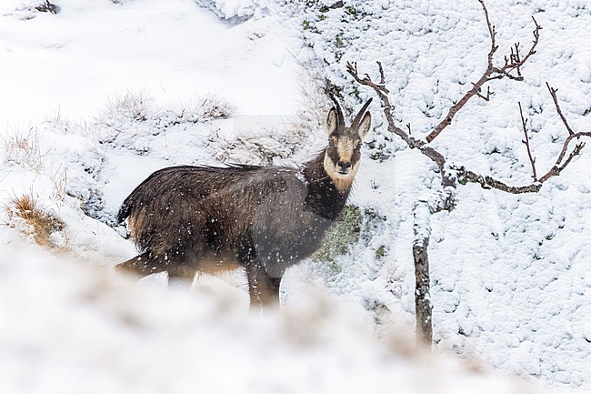 Adult Alpine Chamois on a corniche near Hohneck, Vosges, France. February 2017. stock-image by Agami/Vincent Legrand,