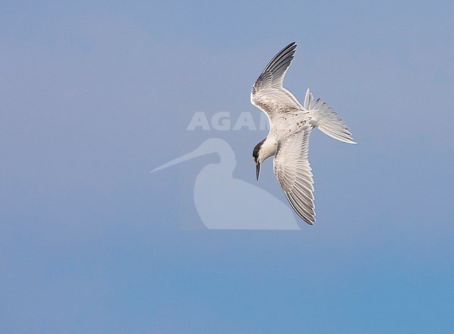 First-winter Roseate Tern (Sterna dougallii) in Ponta Delgada Harbour on the island Terceira in the Azores. Diving for fish. stock-image by Agami/David Monticelli,
