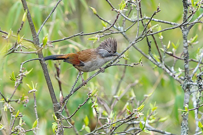 Hoary-throated Barwing (Actinodura nipalensis) in Nepal. stock-image by Agami/Dani Lopez-Velasco,