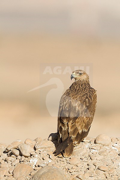 Eastern Imperial Eagle - Kaiseradler - Aquila heliaca, Oman, 3rd cy stock-image by Agami/Ralph Martin,