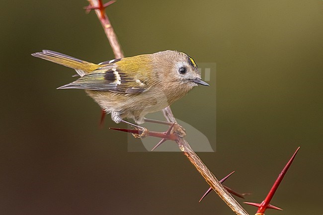  stock-image by Agami/Daniele Occhiato,