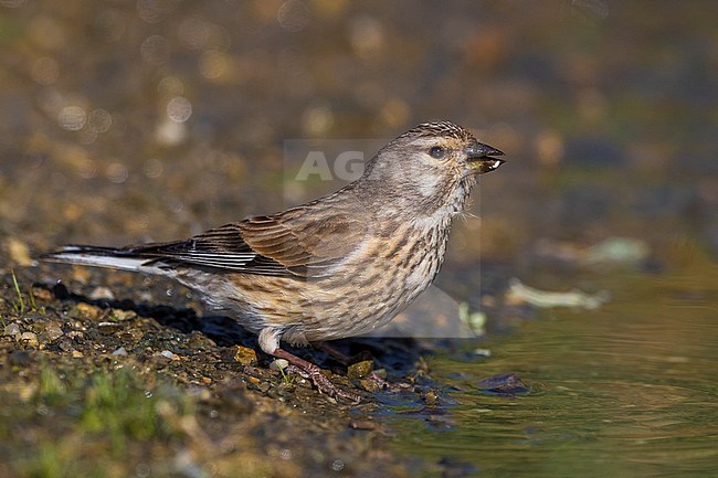 Linnet; Carduelis cannabina bella stock-image by Agami/Daniele Occhiato,