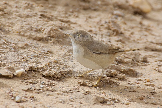 Sterpazzola nana; Asian Desert Warbler; Sylvia nana stock-image by Agami/Daniele Occhiato,