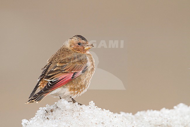 Atlasbergvink, African Crimson-winged Finch stock-image by Agami/Ralph Martin,