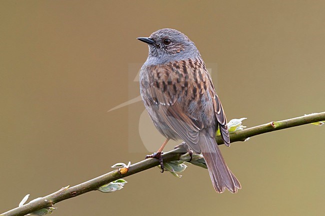 Heggenmus zittend op een takje; Dunnock perched on a branch stock-image by Agami/Daniele Occhiato,