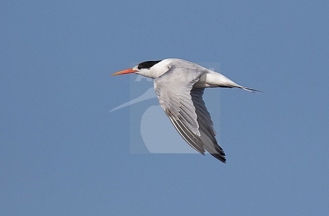 Wintering Elegant Tern (Thalasseus elegans) at the coast of Chile. In flight showing upper wing. stock-image by Agami/Dani Lopez-Velasco,