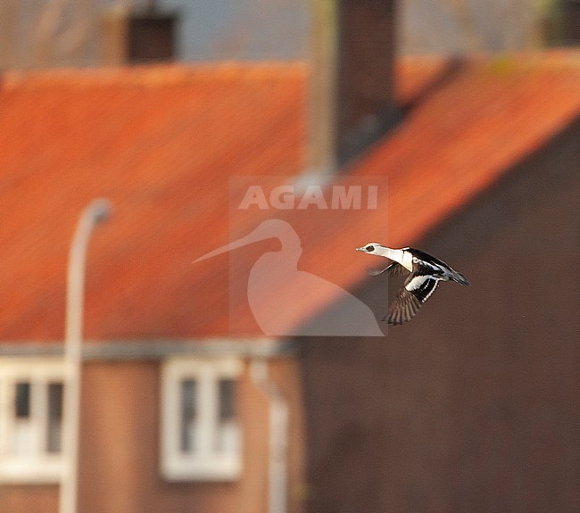 Smew (Mergellus albellus) wintering in the Netherlands. Male in flight in front of a house near Harderwijk. stock-image by Agami/Marc Guyt,