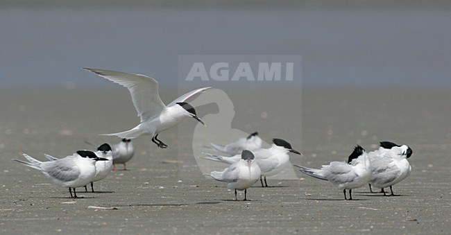Grote stern groep op strand; Sandwich Tern group on beach stock-image by Agami/Karel Mauer,