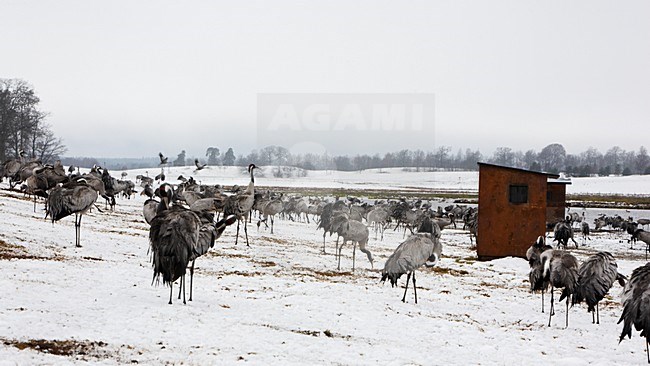 Kraanvogel foeragerend; Common Crane foraging stock-image by Agami/Jari Peltomäki,