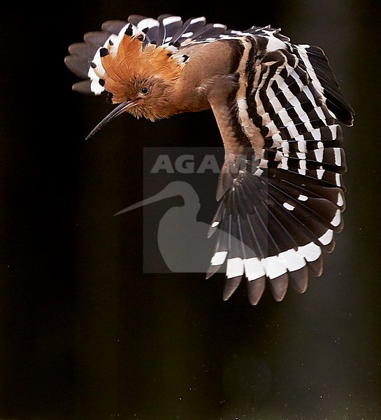 Hop vliegend; Eurasian Hoopoe flying stock-image by Agami/Markus Varesvuo,