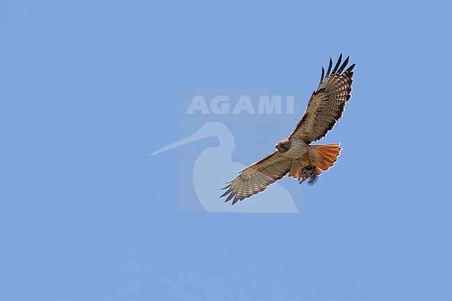Red-tailed Hawk (Buteo jamaicensis) in North-America. Soaring with prey in its claws. stock-image by Agami/Dubi Shapiro,