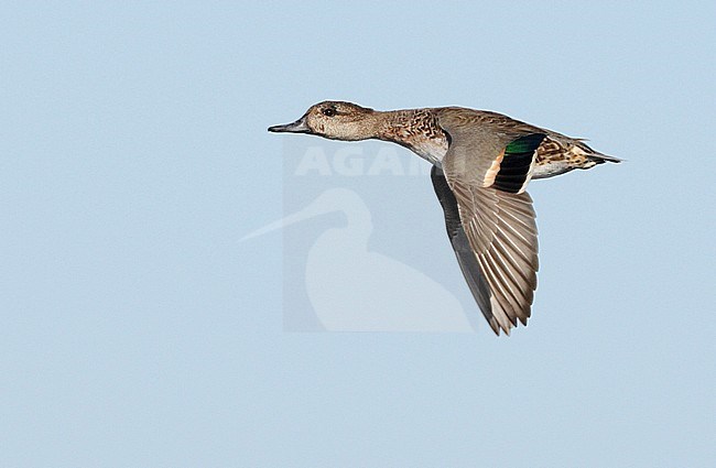 Amerikaanse Wintertaling in vlucht, Green-winged Teal in flight stock-image by Agami/Mike Danzenbaker,