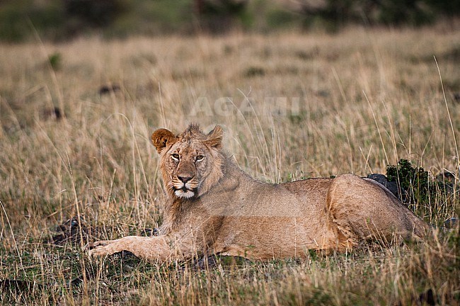 Portrait of a resting lion, Panthera leo, looking at the camera. Masai Mara National Reserve, Kenya. stock-image by Agami/Sergio Pitamitz,