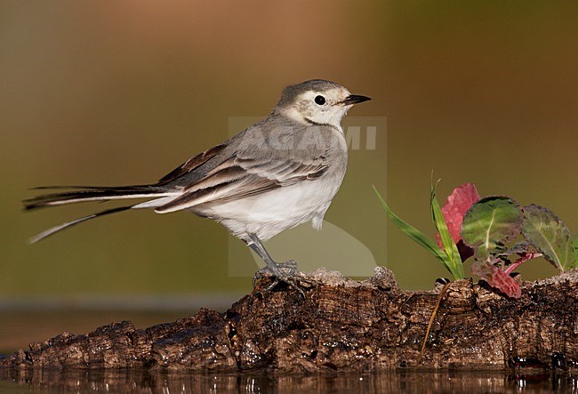 Witte kwikstaart in winterkleed; White Wagtail in winter plumage stock-image by Agami/Markus Varesvuo,