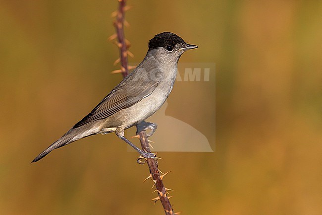 Male Blackcap (Sylvia atricapilla) in Italy. stock-image by Agami/Daniele Occhiato,