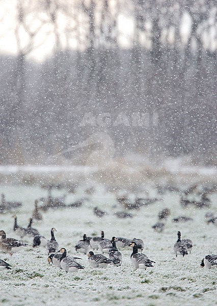 Brandganzen in de winter; Barnacle Geese in winter stock-image by Agami/Arie Ouwerkerk,