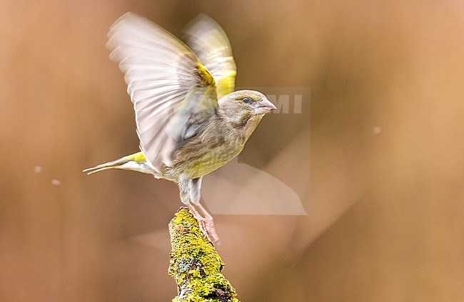 European Greenfinch (Chloris chloris) in Italy. stock-image by Agami/Daniele Occhiato,