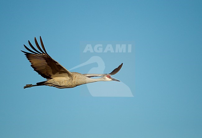 Volwassen Canadese Kraanvogel in vlucht, Adult Sandhill Crane in flight stock-image by Agami/Danny Green,