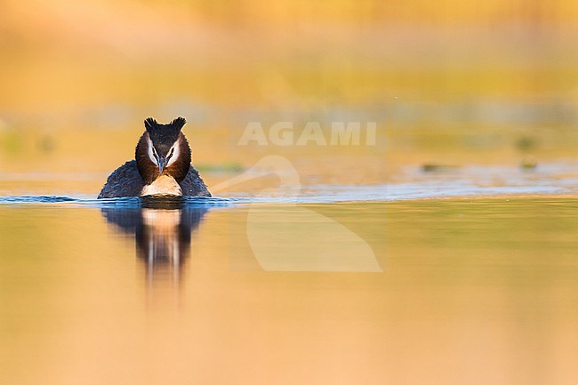 Great Crested Grebe (Podiceps cristatus cristatus) swimming on a lake in Germany. stock-image by Agami/Ralph Martin,