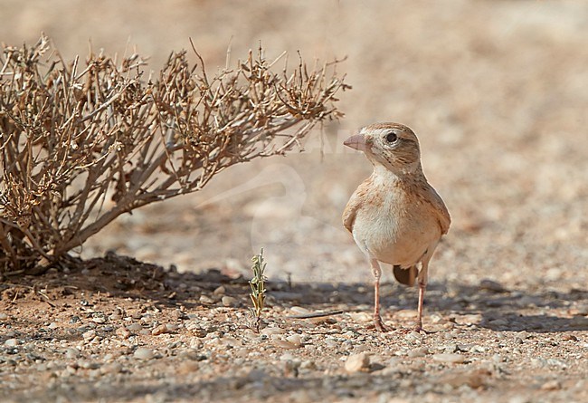 Dunn's Lark, Eremalauda dunni, in the Western Sahara. stock-image by Agami/Tomi Muukkonen,